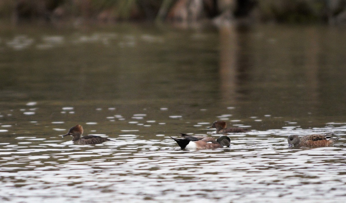 Hooded Merganser - ML395694851