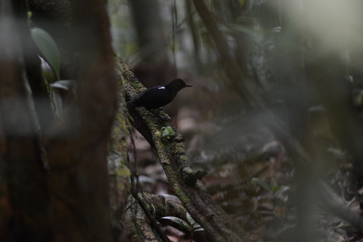 East Amazonian Fire-eye - Ben Phalan