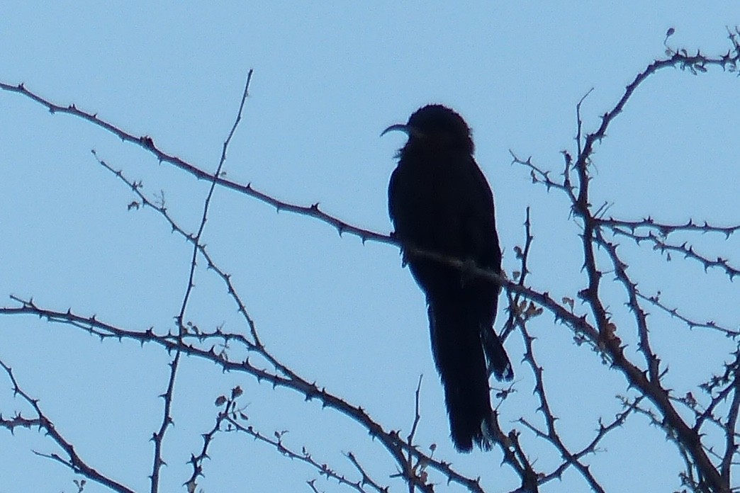 Common Scimitarbill - Alexandre Vinot