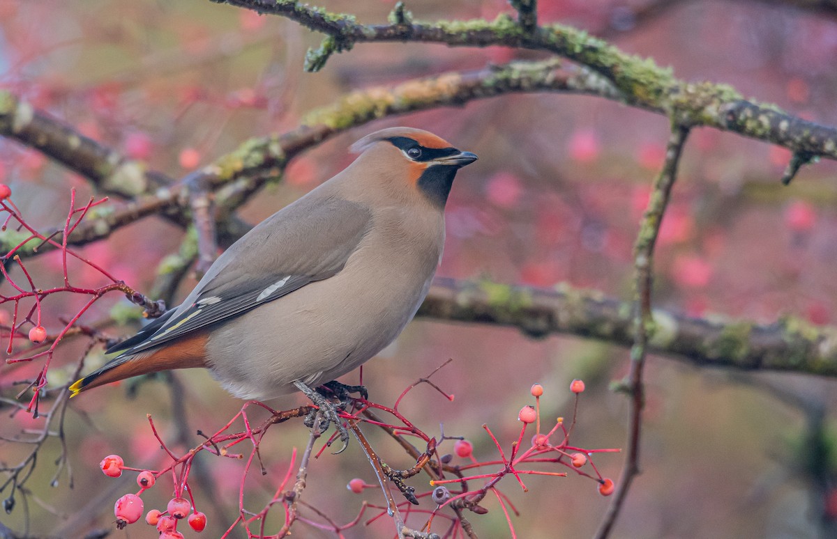 Bohemian Waxwing - Sunny Zhang