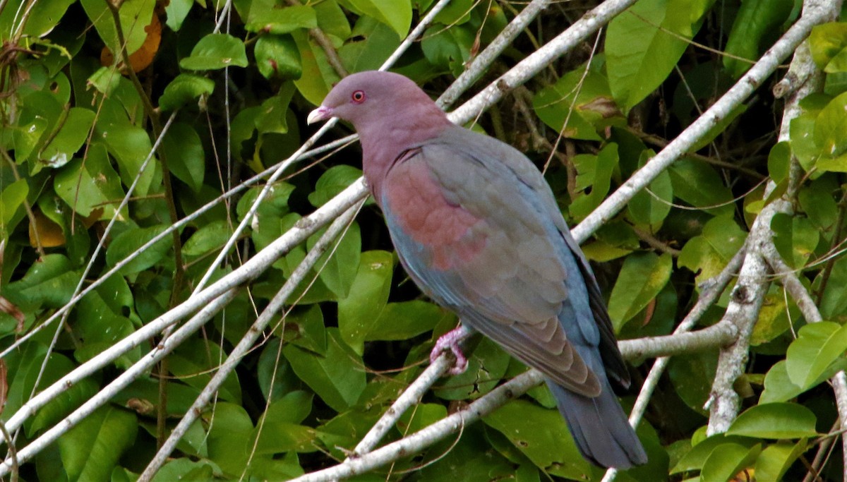 Red-billed Pigeon - ML395699241