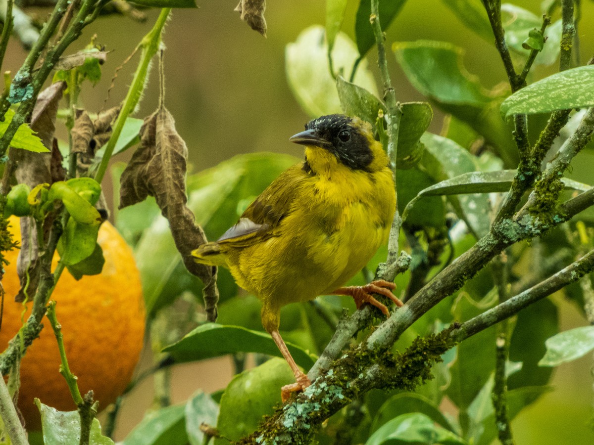 Olive-crowned Yellowthroat - ML395699971
