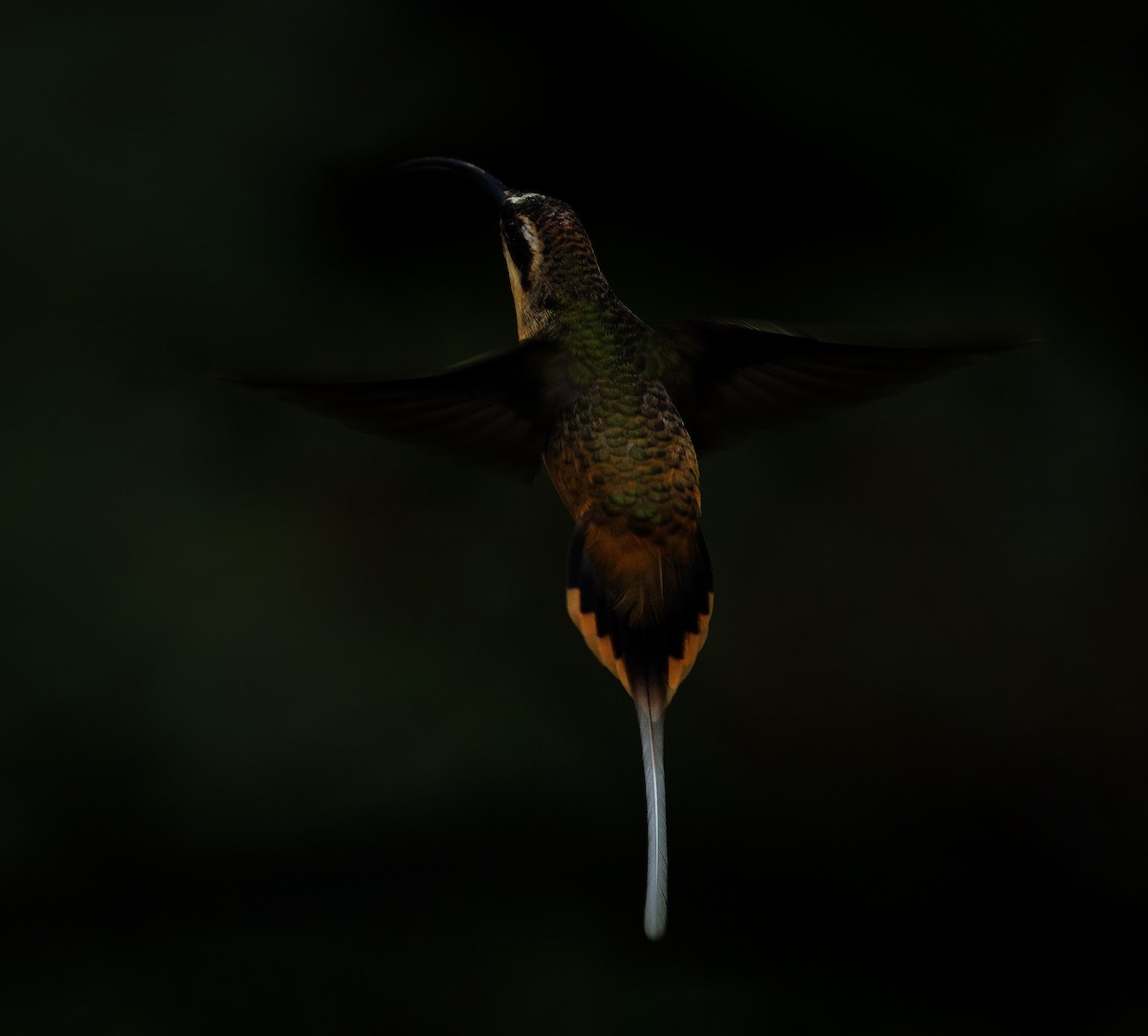 Tawny-bellied Hermit - ML395701291