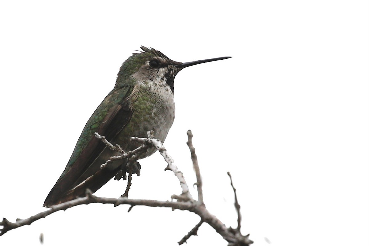 Anna's Hummingbird - ML395702291