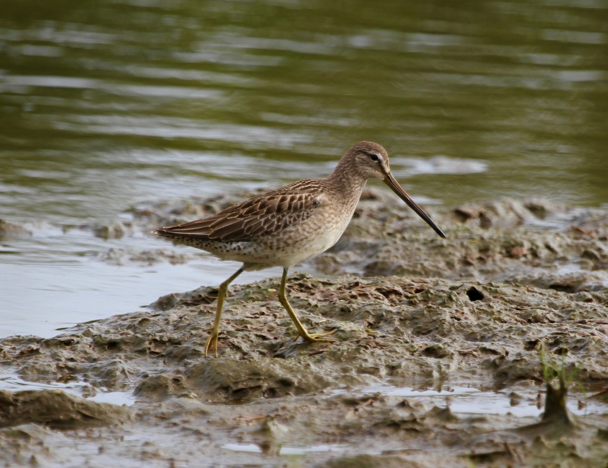 Tundraschlammläufer - ML39570331