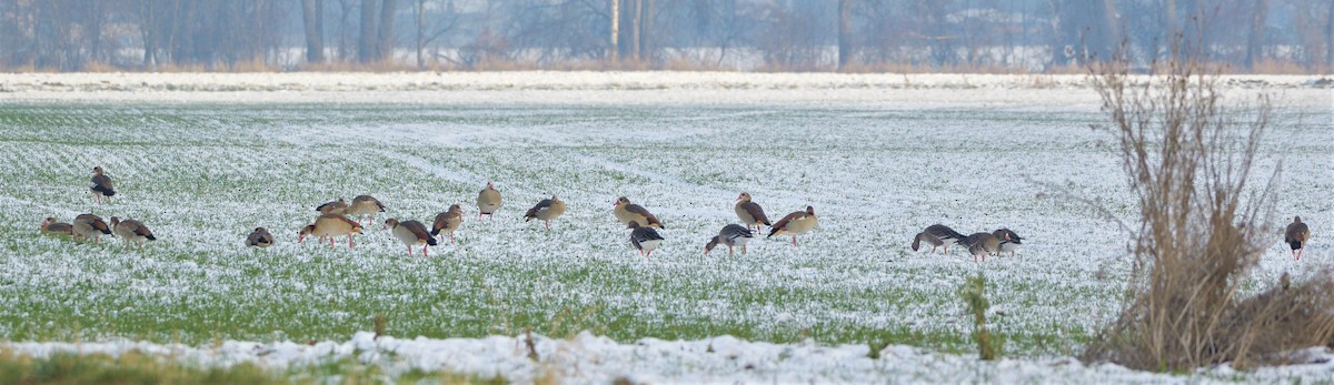 Egyptian Goose - ML395704181