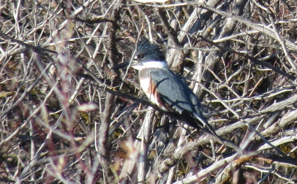 Belted Kingfisher - Julie  Bryson