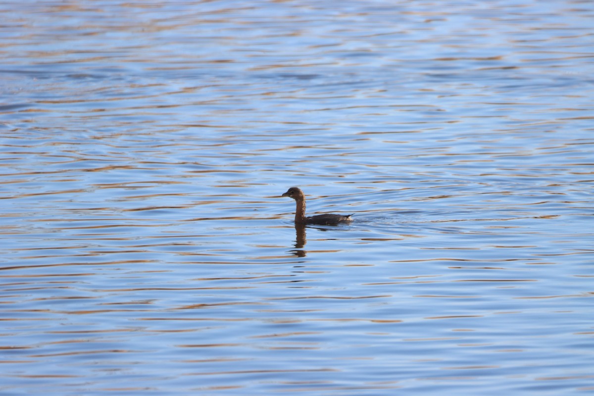 Pied-billed Grebe - ML395708011