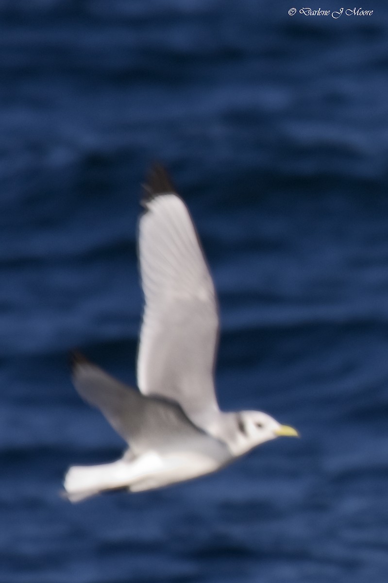 Mouette tridactyle - ML395708291