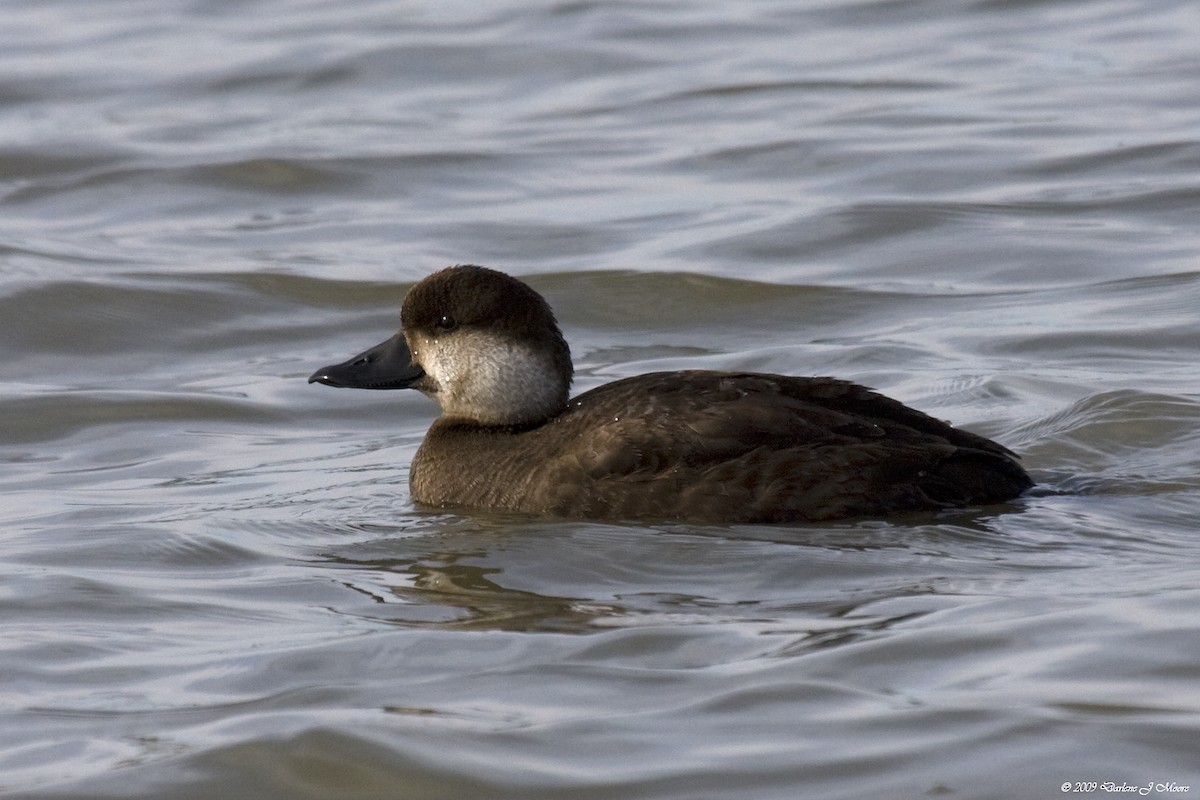 Black Scoter - ML395708701