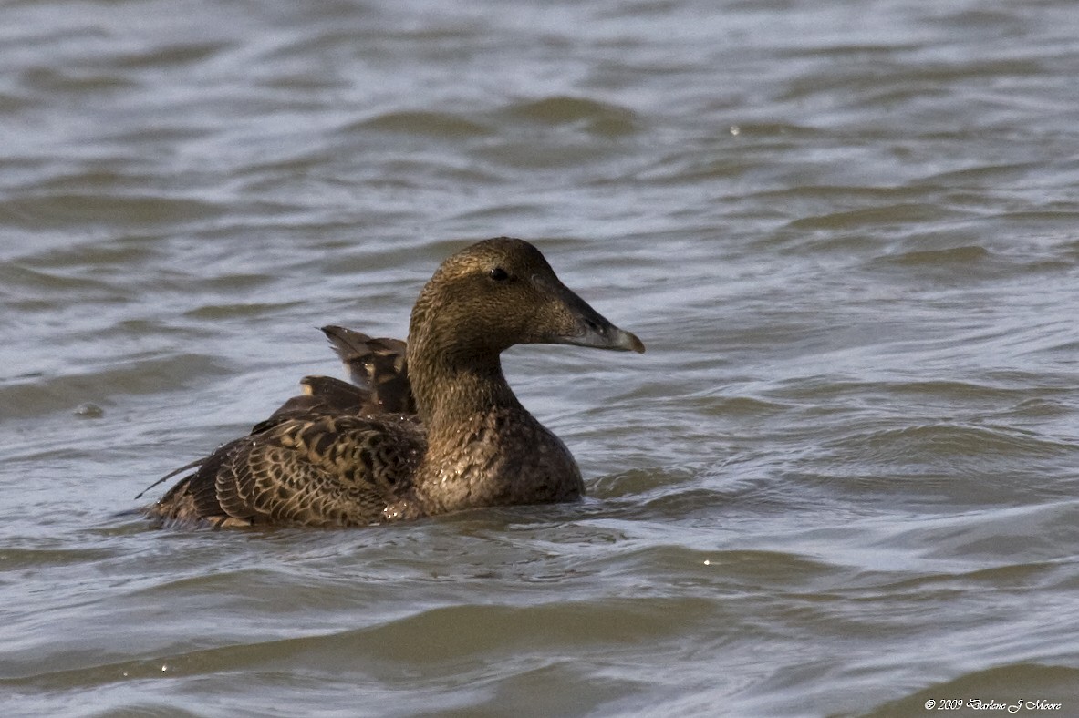 Common Eider - Darlene J McNeil