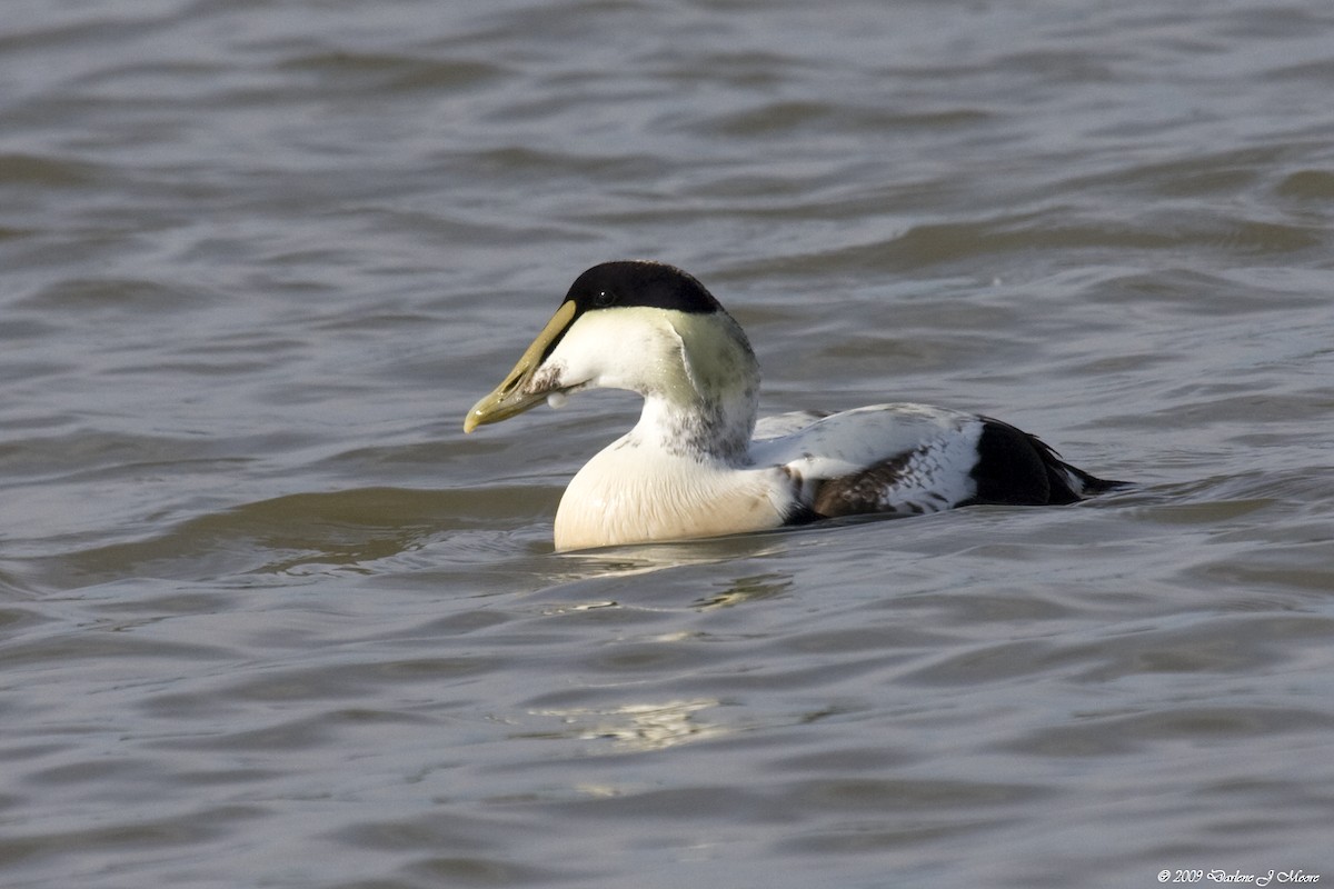 Common Eider - Darlene J McNeil