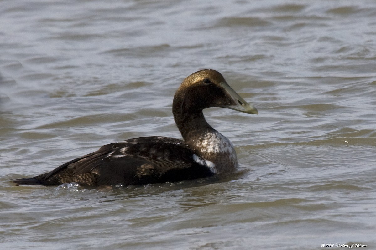 Common Eider - ML395708931