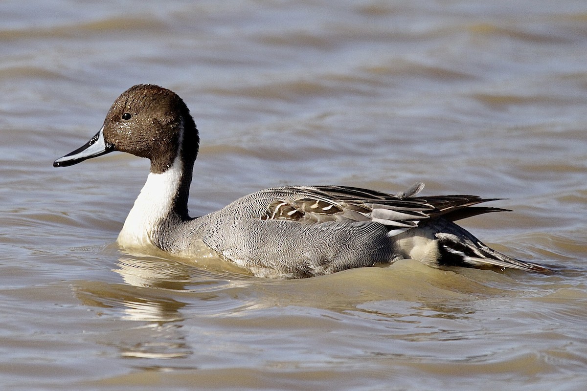 Northern Pintail - ML395712291