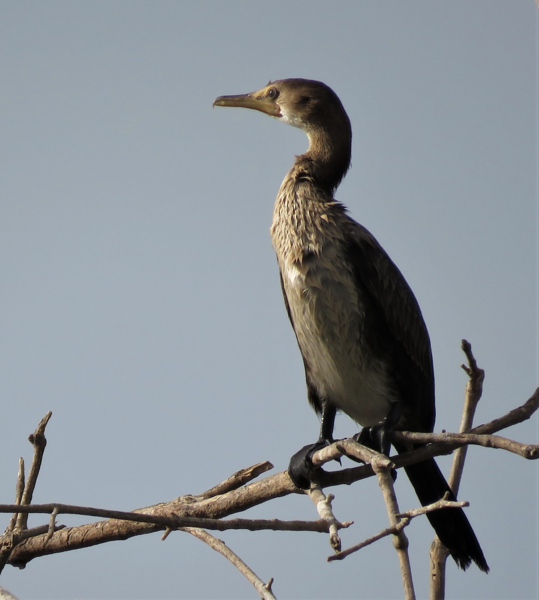 Long-tailed Cormorant - ML395713121