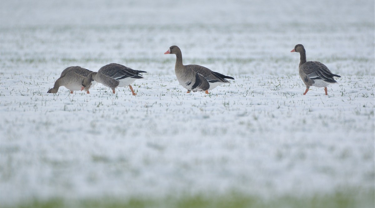 Greater White-fronted Goose - ML395713681