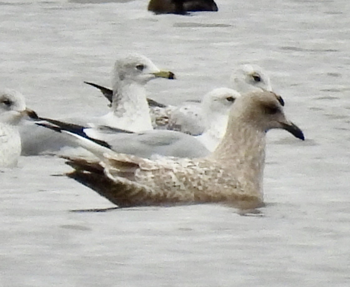 Gaviota Groenlandesa (thayeri) - ML395713941