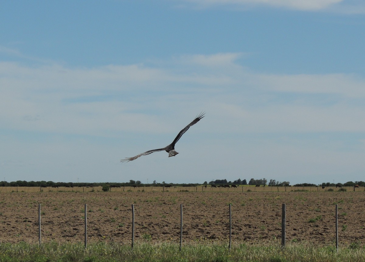 Long-winged Harrier - Simón Pla García