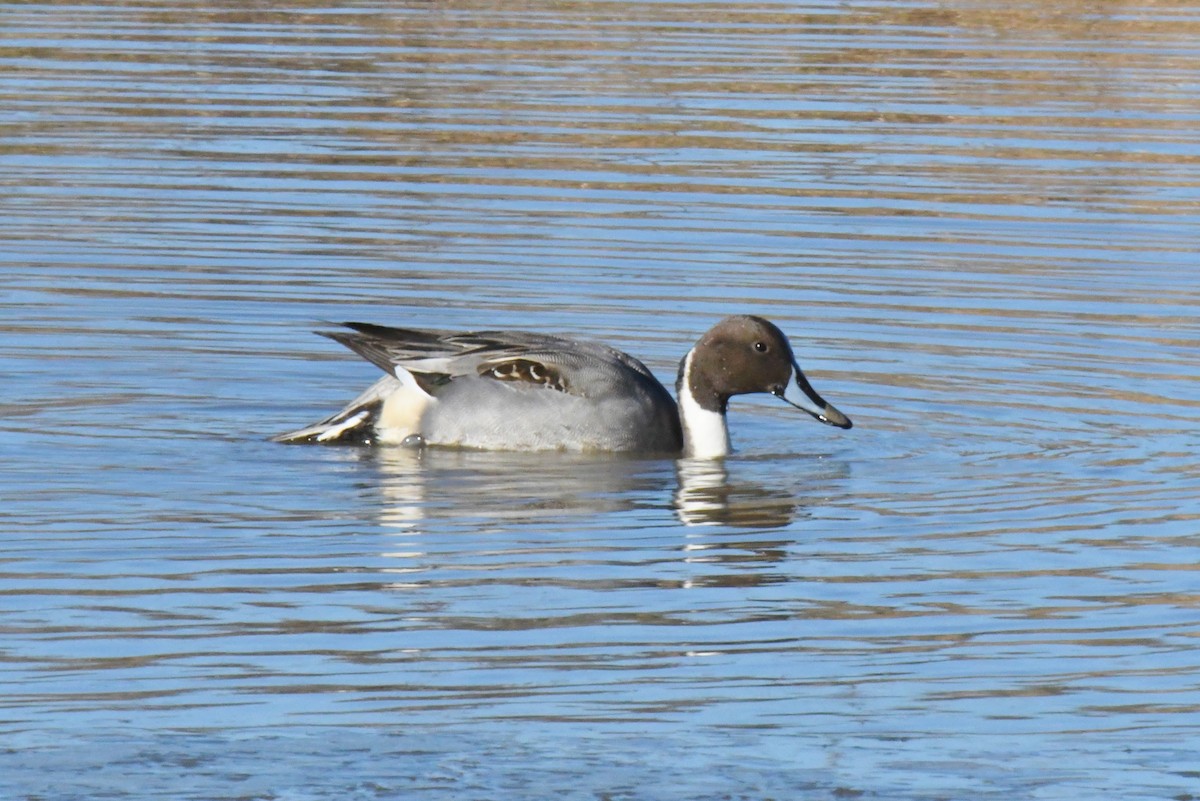 Northern Pintail - ML395714341