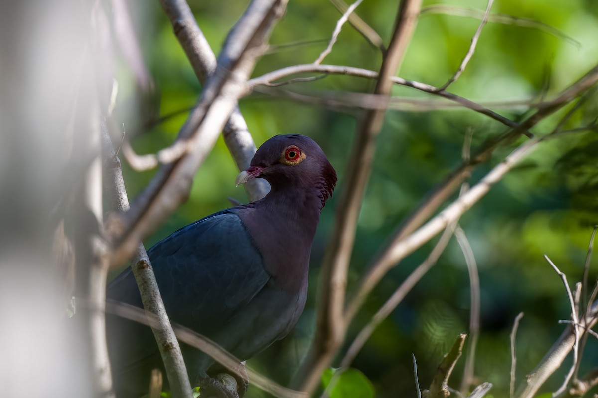 Scaly-naped Pigeon - Andrew Newmark