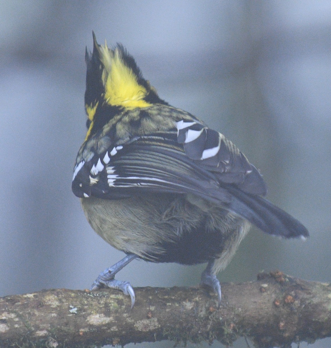 Yellow-cheeked Tit - marcel finlay