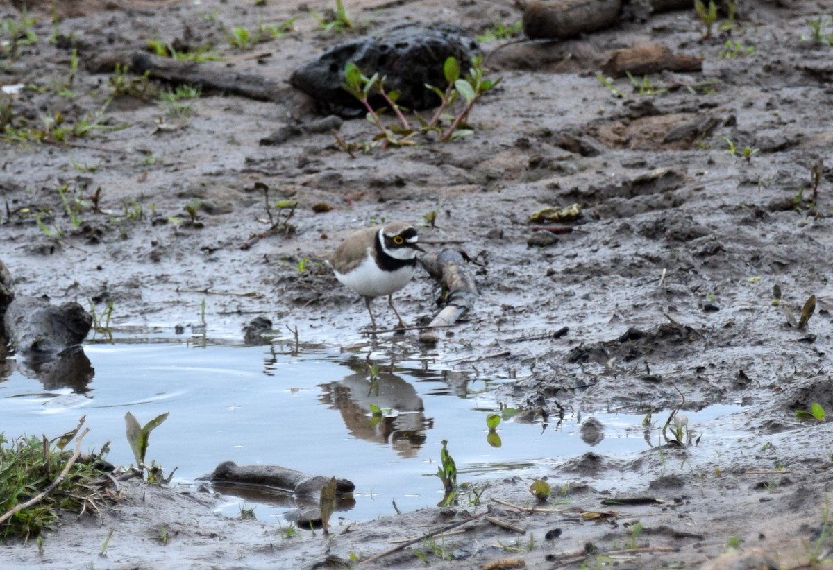 Little Ringed Plover - A Emmerson