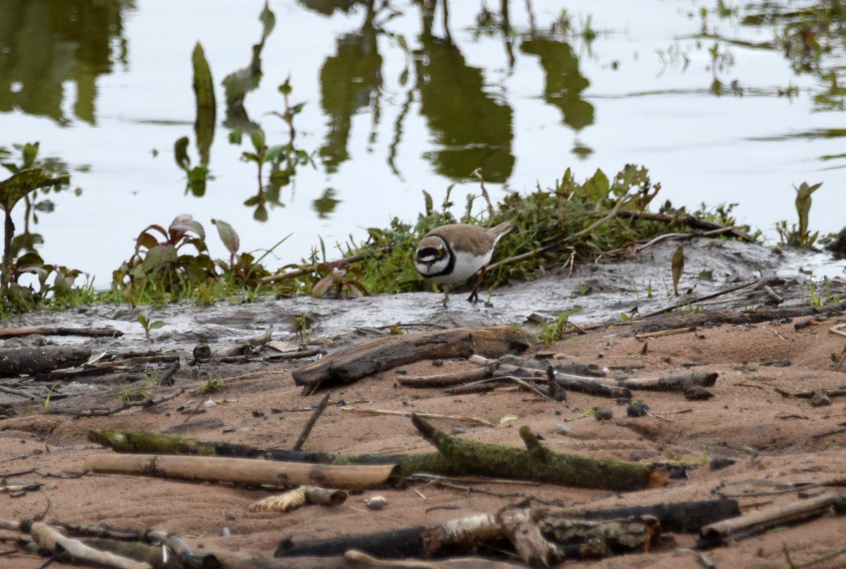 Little Ringed Plover - ML395717001