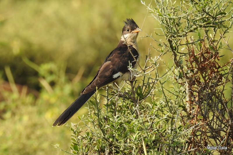 Pied Cuckoo - ML39571901