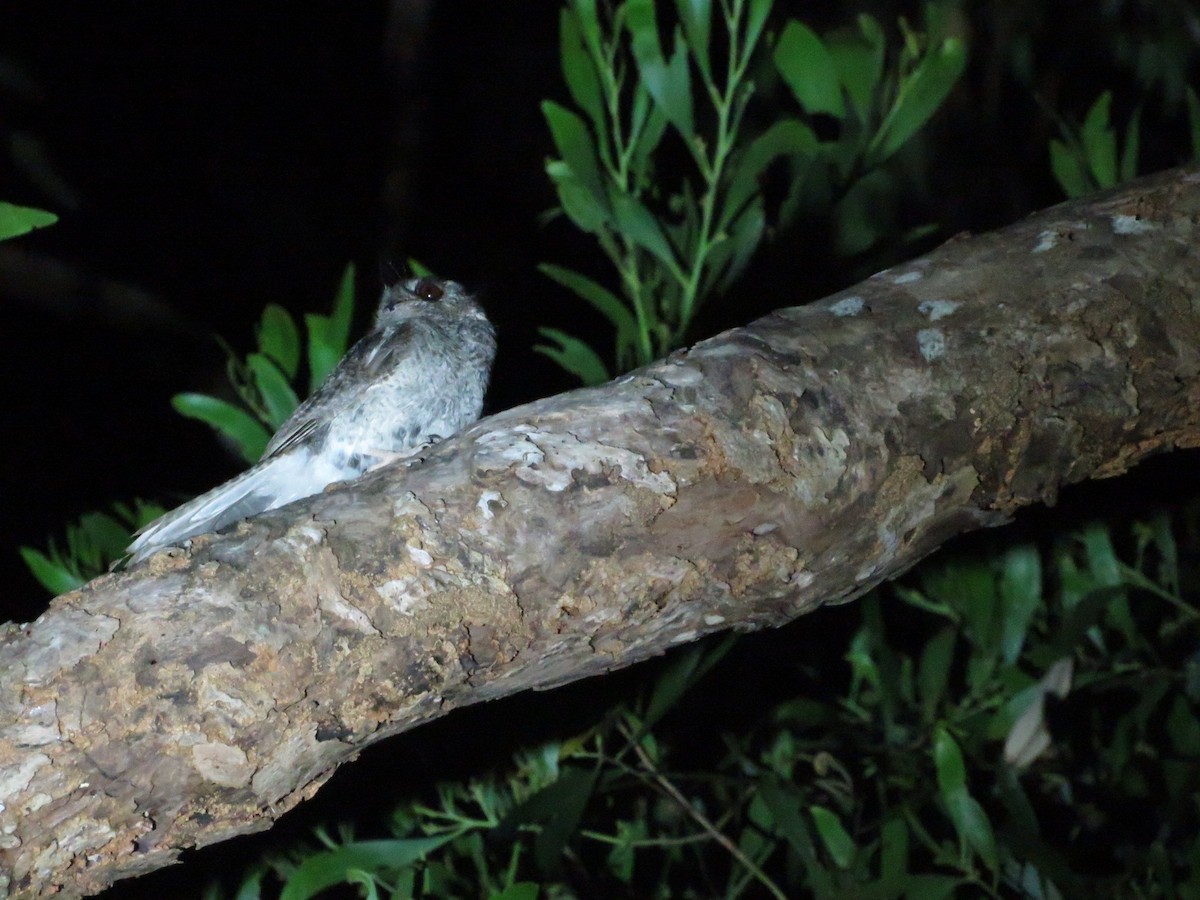 Australian Owlet-nightjar - ML395719061