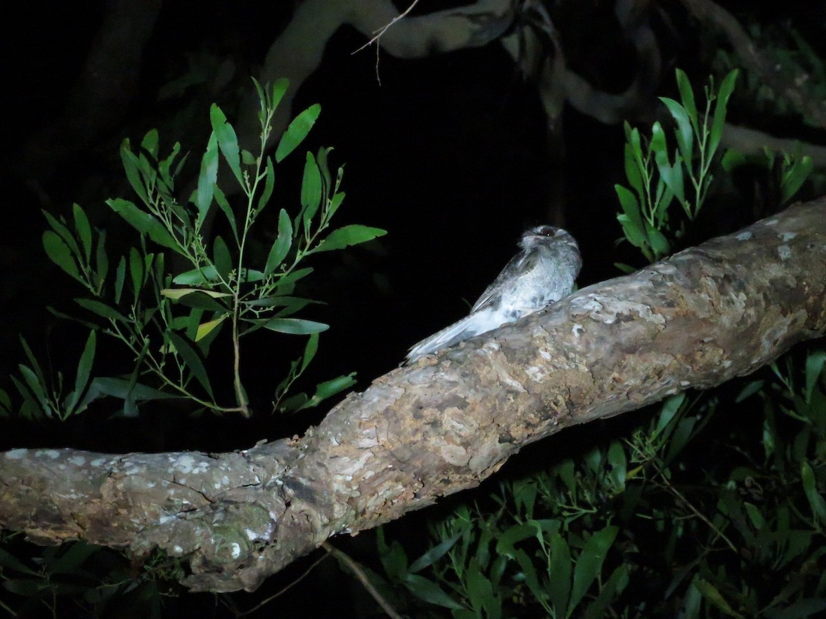 Australian Owlet-nightjar - ML395719071