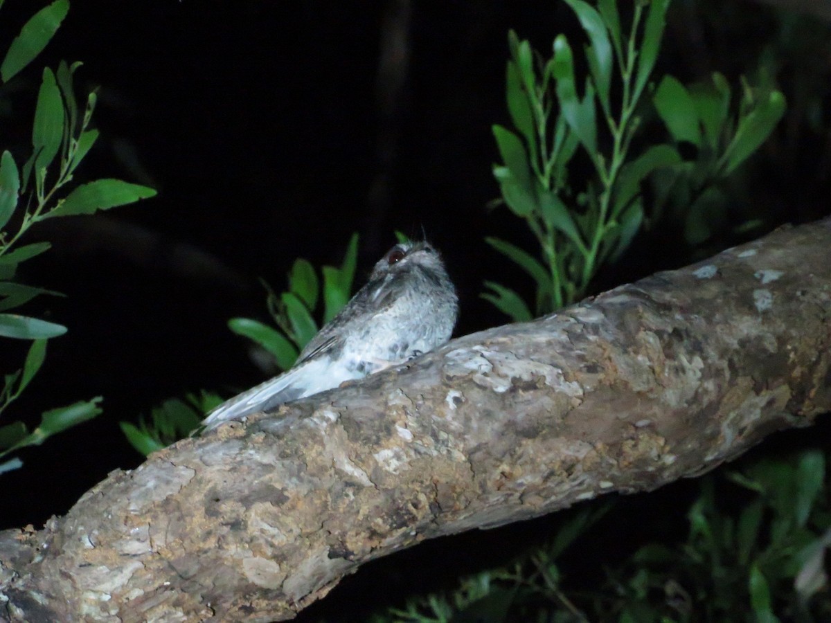 Australian Owlet-nightjar - ML395719081