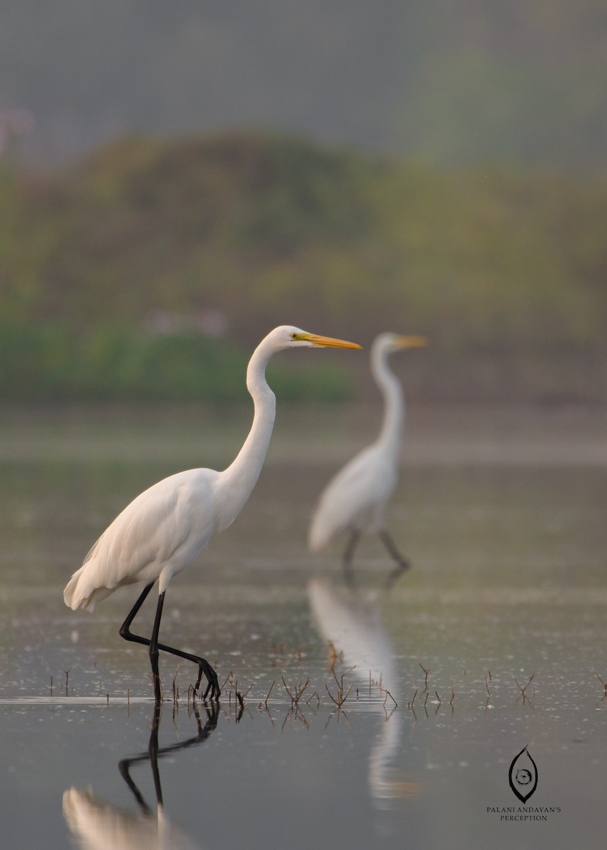 Great Egret - ML39571951