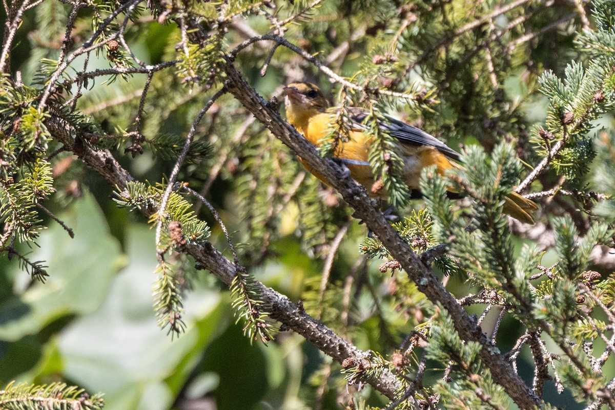 Baltimore Oriole - ML395721241