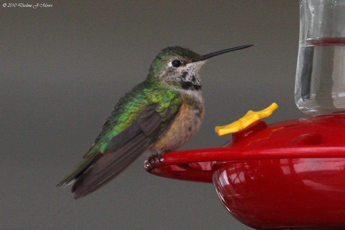Broad-tailed Hummingbird - ML395721541