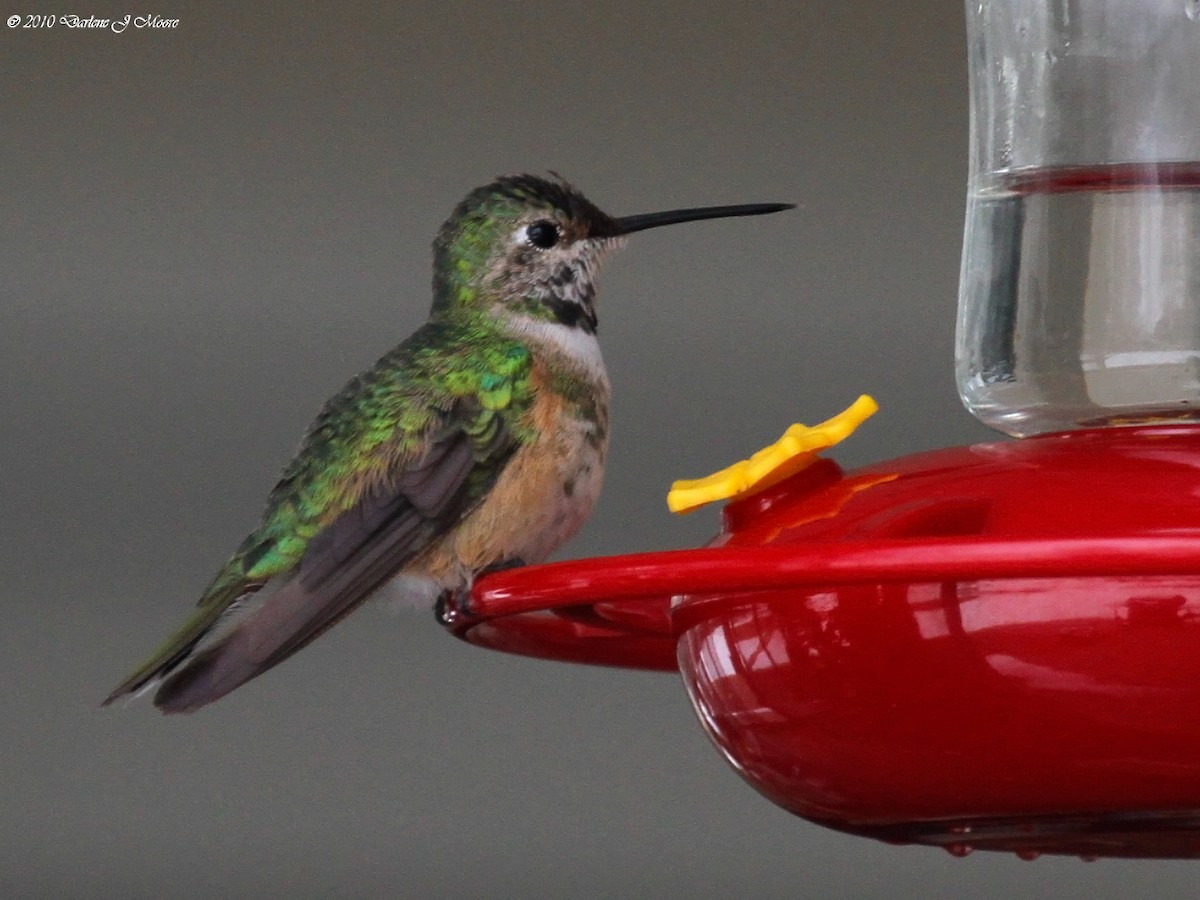 Broad-tailed Hummingbird - ML395721591