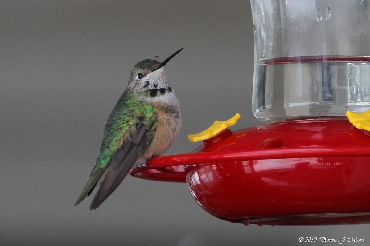 Broad-tailed Hummingbird - ML395721621