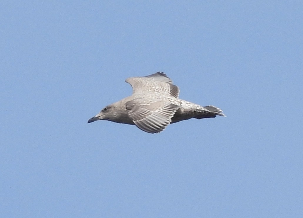 Iceland Gull (Thayer's) - ML395722111