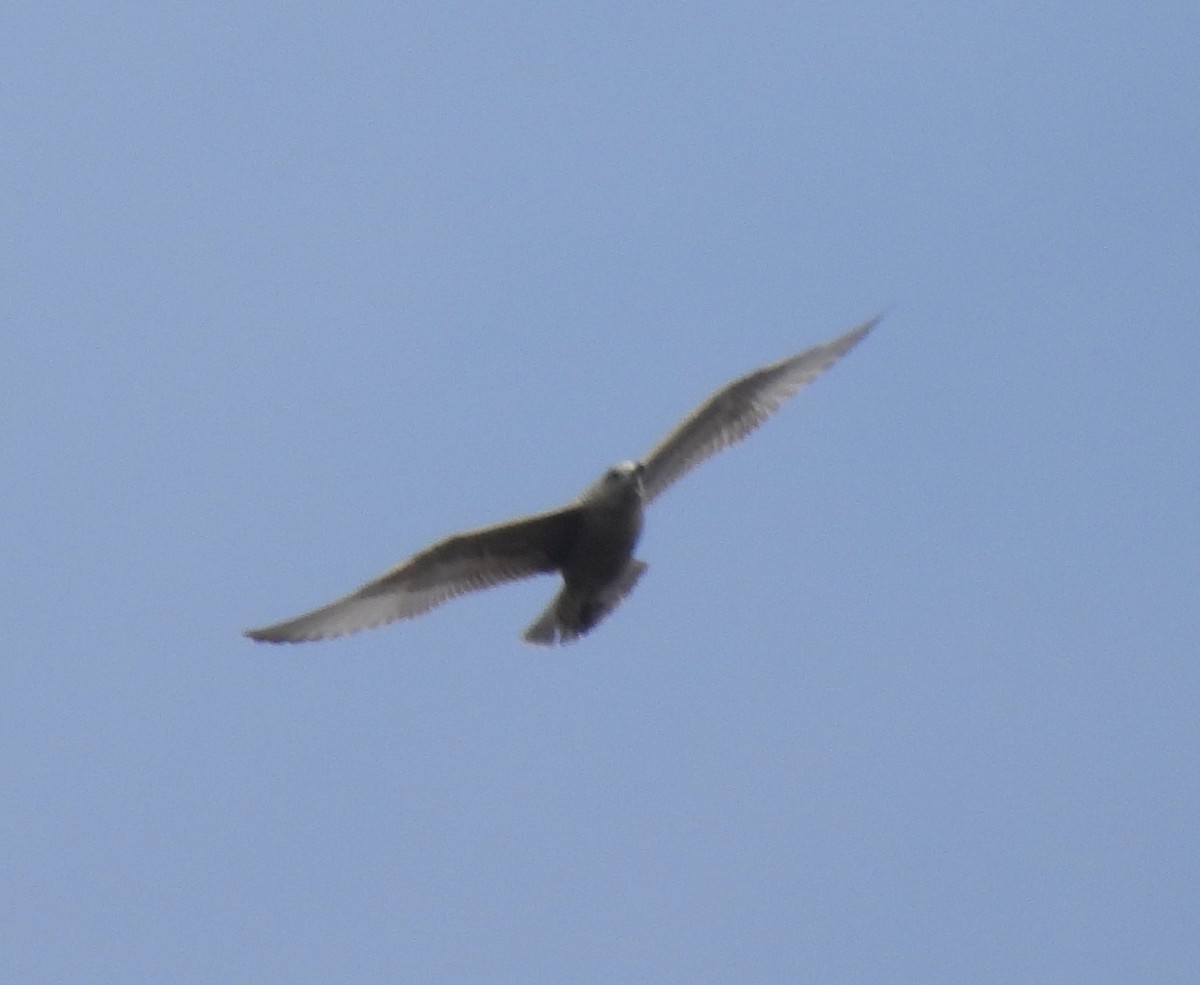 Gaviota Groenlandesa (thayeri) - ML395722131