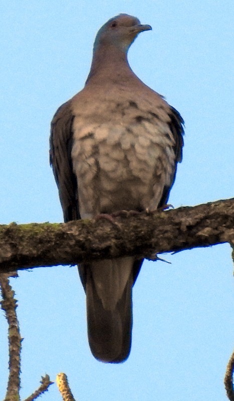 Short-billed Pigeon - Bill Fox