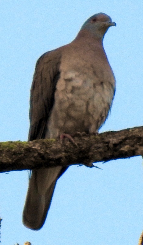 Short-billed Pigeon - ML395722861