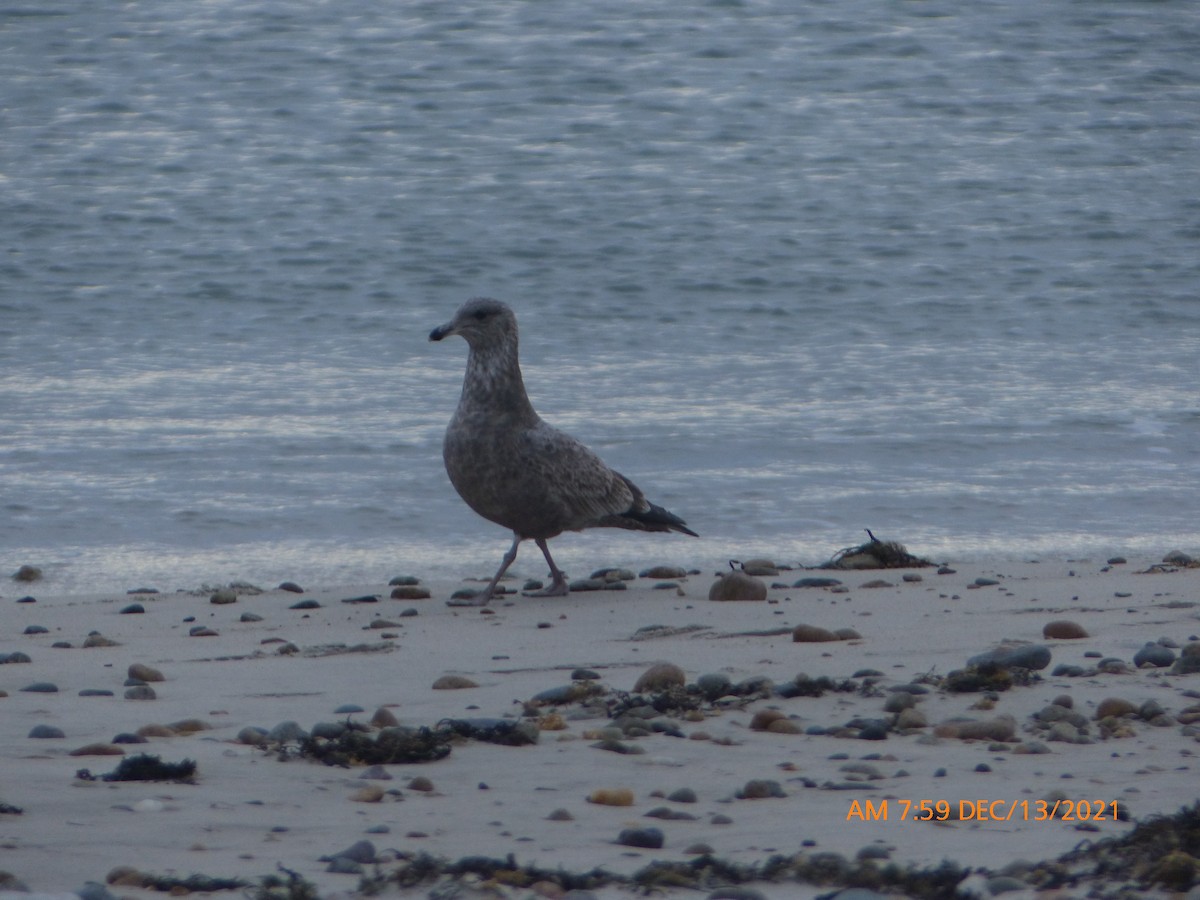 Herring Gull - ML395724941