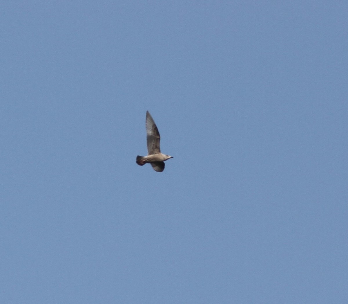 Gaviota Groenlandesa (thayeri) - ML395725421