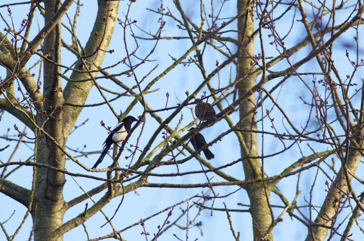 תור מזרחי - ML395726221
