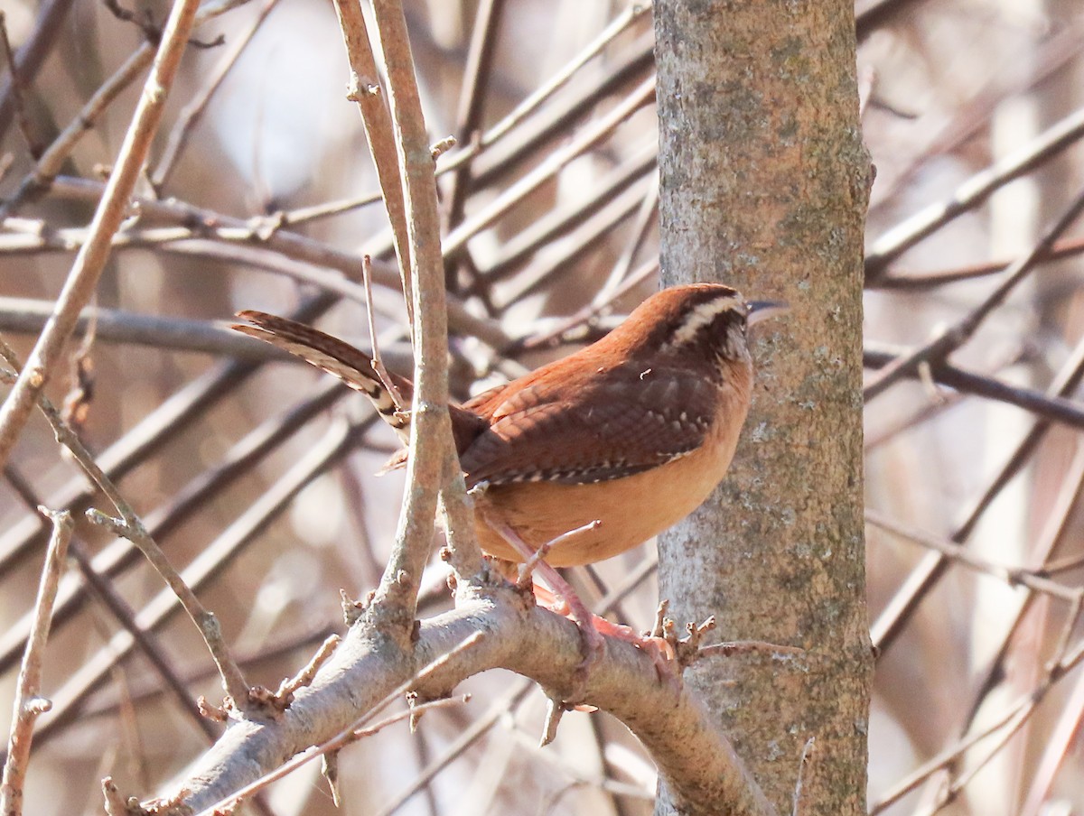 Carolina Wren - Jim Proffitt