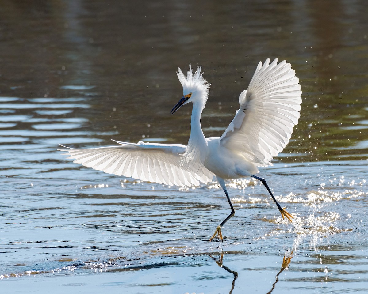 Snowy Egret - Barbara Swanson