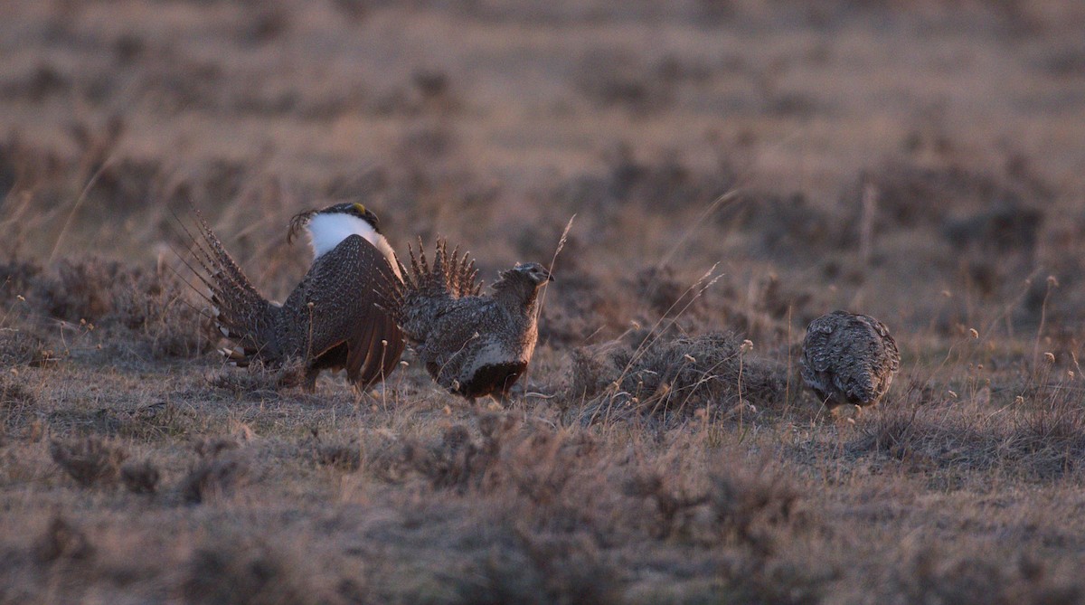 Greater Sage-Grouse x Sharp-tailed Grouse (hybrid) - Jesse Kolar