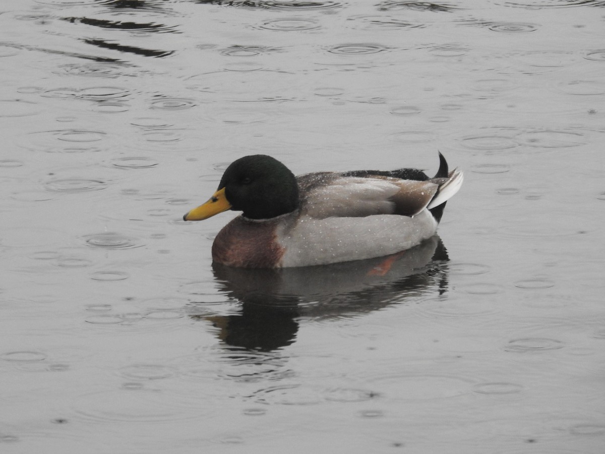 Mallard - Erik Bergman