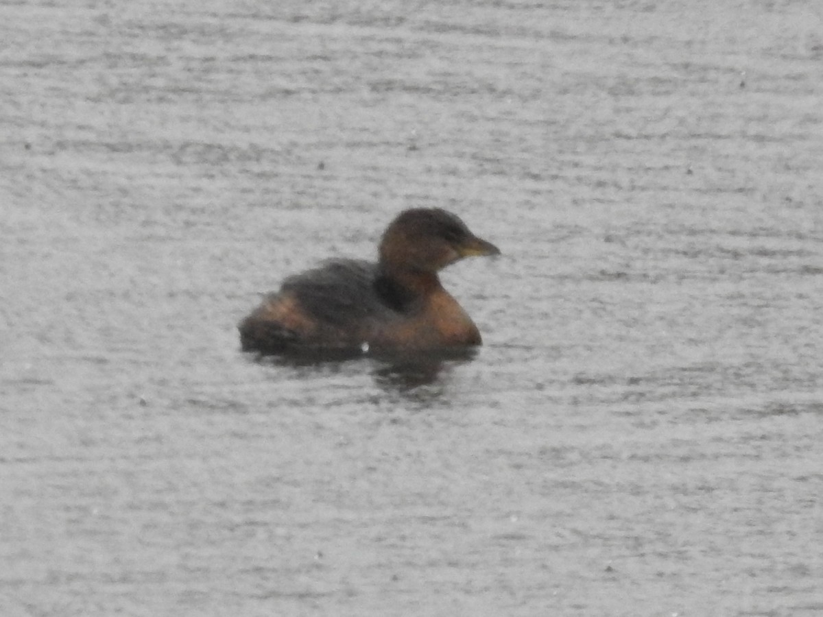 Pied-billed Grebe - ML395732031