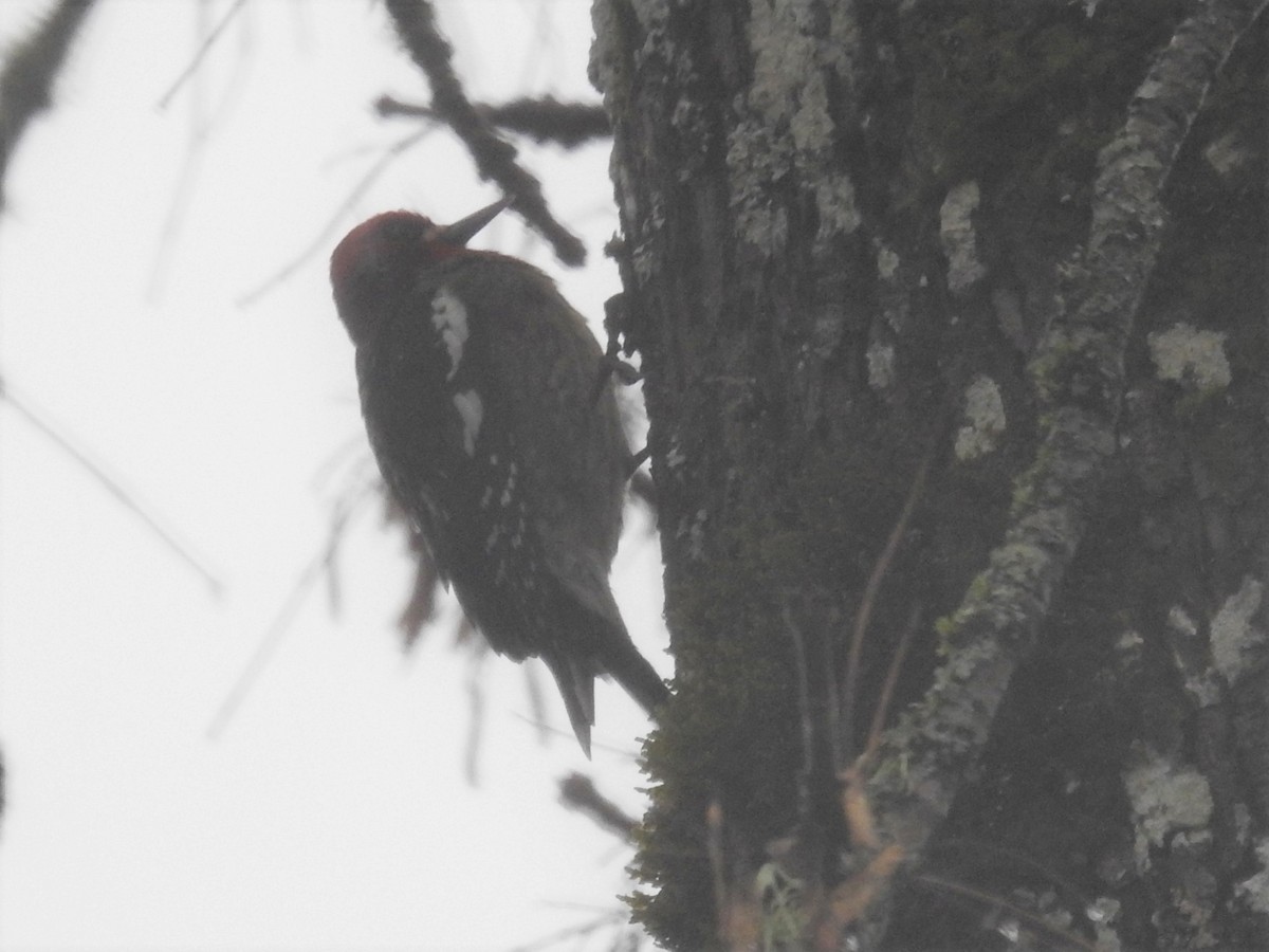 Red-breasted Sapsucker - ML395732241