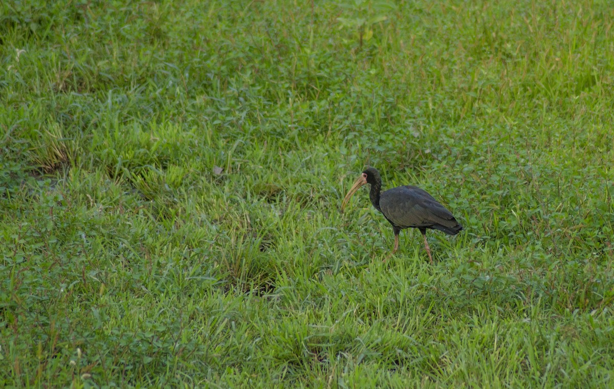 ibis tmavý - ML395732471